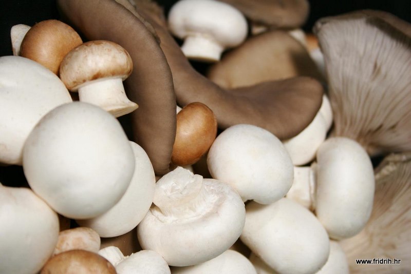SVJEŽI ŠAMPINJONI FRIDRIH 3/1
